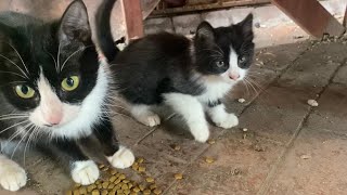 Cute mother cat and kittens living on the street. The Kittens are very playful.