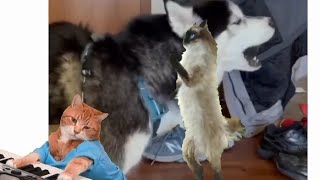 Duet Kucing sama Anjing Nyanyi