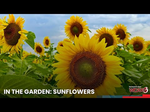 邦楽 Believe In Tomorrow Sunflower's Garden 邦楽 Sunflower's