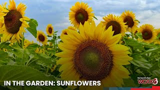 邦楽 Sunflower's Garden - Believe in tomorrow 邦楽 Sunflower's Garden - Believe in tomorrow CDJapan