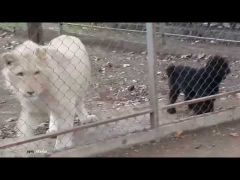 თეთრი ლომის ბოკვერი შუმბა ძაღლის ლეკვს ეთამაშება * White lion cub \'SHUMBA\' playing with the dog.