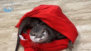 大好きな人の香りに包まれて寝たいカワウソ達　Otters want to sleep wrapped in the scent of their loved human