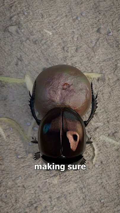 How Beetles Roll Poop 🤔