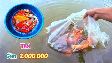 Mua Thêm Gần 2 triệu Tiền Cá Koi Đang Mang Bầu Thả Xuống Ao - Làm Tổ Cho Mèo Đẻ / Quế Nghịch