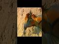 Only When She Accepts the Gift Can He Get Closer#wildlife #animals #short #video