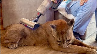 Пума Месси балдеет от массажа пылесосом! Кот который подружился с пылесосом спустя много лет