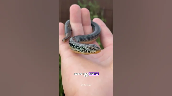 Legless Lizard: Not a Snake #LeglessLizard #Reptiles #NotASnake #AnimalFacts #Wildlife #Nature