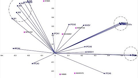 AMMI stability Using R studio .# statistics # plant breeder#Agronomist