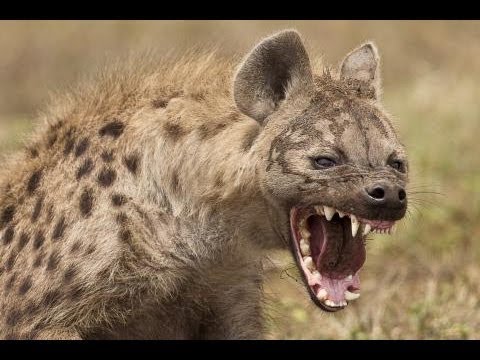 Video: Wer Sind Die Hyänen