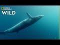 The Whales of the Great Barrier Reef | Great Barrier Reef