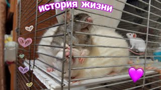 ШПУЛЯ И МИЛКА ИСТОРИЯ ИХ ЖИЗНИ / КРЫСЫ ШПУЛЯ И МИЛКА ИСТОРИЯ ИХ ЖИЗНИ / КРЫСЫ