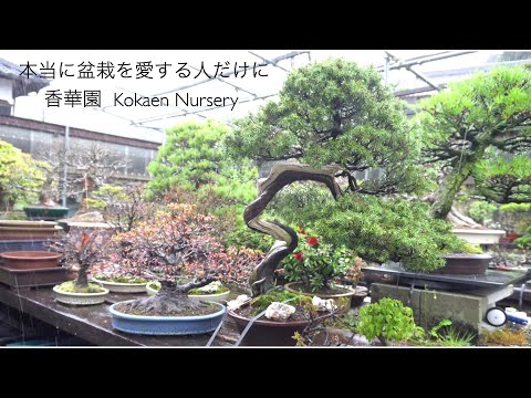 Bonsai Kokaen, many beautiful trees - YouTube