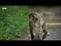 30 Minutes of Mischievous Monkeys Causing Mayhem | BBC Earth