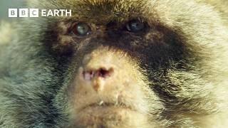 30 Minutes of Mischievous Monkeys Causing Mayhem | BBC Earth