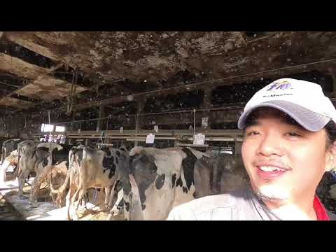 A day in a life of a dairy farmer. Hokkaido, Japan
