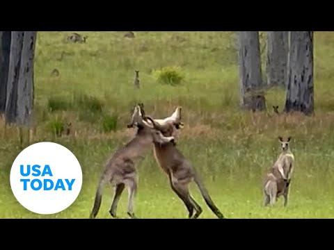 Kangaroo brawl delays Australian wedding | USA TODAY