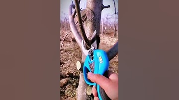 Unique tool for cutting tree branches quickly #shorts