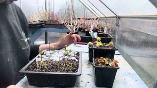 How I take Venus Fly Trap Flower Stalk Cuttings