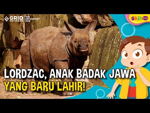 2 Anak Badak Jawa Lahir di Taman Nasional Ujung Kulon