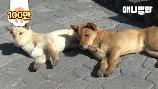 Twin Dogs Abandoned Overnight