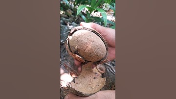 how to remove COCONUT Flesh From Shell #shorts