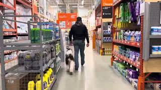 Best Dog Training Toledo, Ohio! 8 Month Old Bernedoodle, Kelso! by Off Leash K9 Training 42 views 2 months ago 7 minutes, 5 seconds