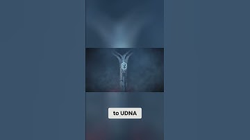 Is RDNA-IV Just a Transitional Release for AMD?