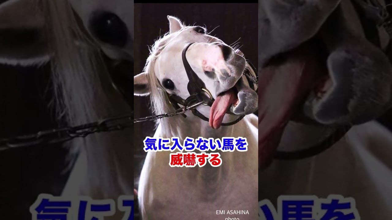 The most unconventional horse in the history of Japanese horse