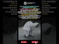 Strange behavior in cats revealed one of the worst pollution disasters in history #japan #short
