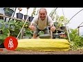 This Gardener Regularly Grows 100-Pound Vegetables