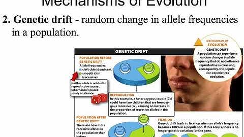 Evolution - Genetic Drift