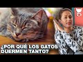 ¿POR QUÉ LOS GATOS DUERMEN MUCHO? 😺 LA GATERÍA TV