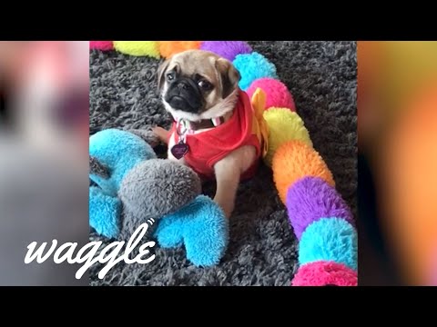 lazy-pets-|-funny-pet-videos