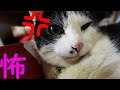 怒る猫にさらに嫌がらせを続けてみたらブチギレネコパンチくらったw