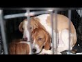 Ridglan Farms rescued beagles arriving in Minnesota