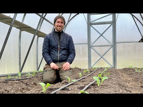 Video: Høste spidskål: Hvordan og hvornår man plukker spidskål