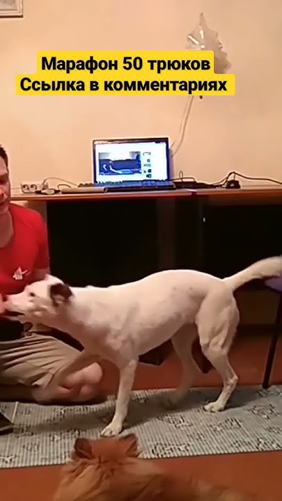 дрессировка собак как дрессировать собаку трюки с собакой # ...