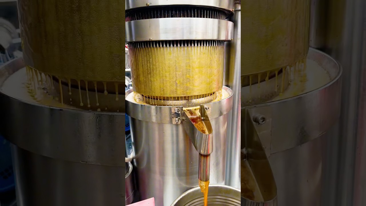 25kg per batch hydraulic oil press machine to press sesame oil in exhibition 