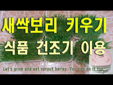[여주개미tv] # 새싹보리 키우기 # 보리새싹 먹는법# 보리새싹 키우기# Raising sprout barley #  sprout barley# 새싹보리 효능# 새싹보리 먹는법