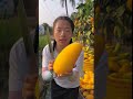 amazing mango🥭 fruits farms in china | fruit picking video #amazing_mango #ytshorts #shorts