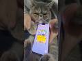 ほこりポケポケ開封 #猫 #ポケポケ #ポケポケ開封チャレンジ