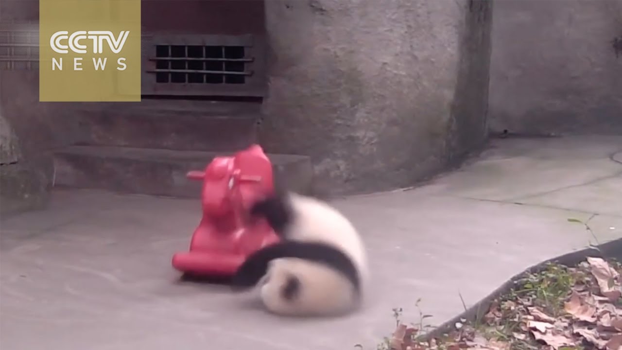 Cute panda cub rides a swing horse and dismounts spectacularly! - YouTube