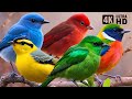 Enchanting nightingale chirps  relaxing nature sounds  beautiful bird songs  stress relief  4k