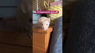 Крысы-подельники ограбили ореховые запасы ❤️‍🔥😂🐁 # #животные #крысы #крыса