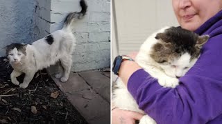 This Sad Cat Found Himself On The Streets Of California When His Owners Moved Away