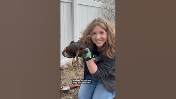 It’s Turtle Day! Digging up the turtles from winter hibernation! #turtle #hibernation #brumation