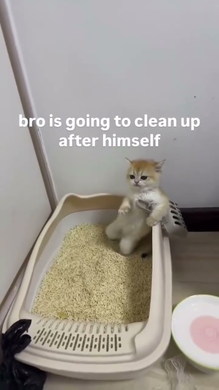 Kittyo like ima just get the job done before the prvnci concert