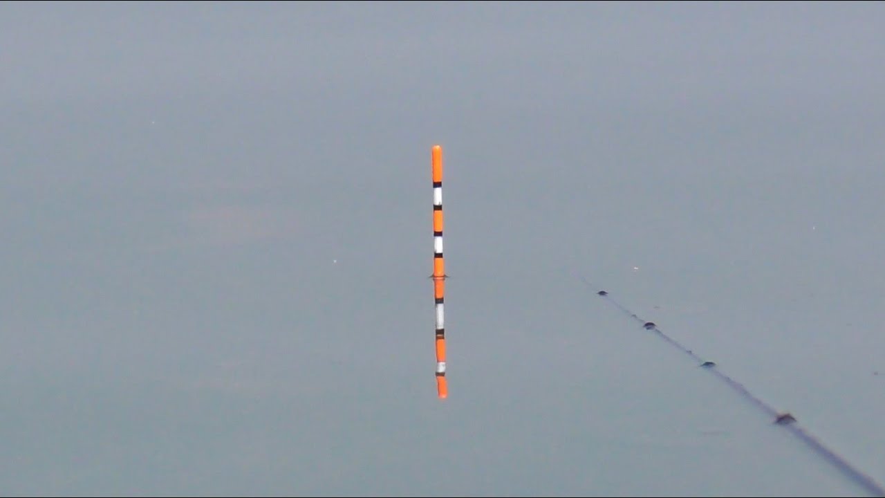 ini baru tempat bermain nila