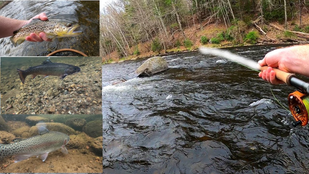 Farmington River Euro Nymphing - TROUT TRIFECTA!