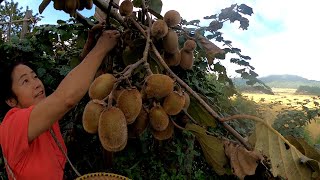 #Gardening Organic || KIWI Fruit Farming || At ZIRO, Beautiful Valley || In Arunachal ||India